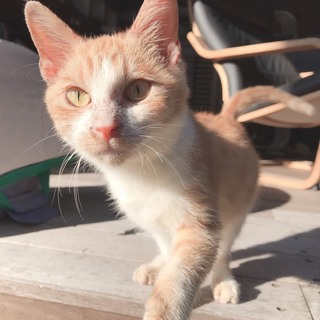生後4か月人懐っこいかわいい子猫ちゃん