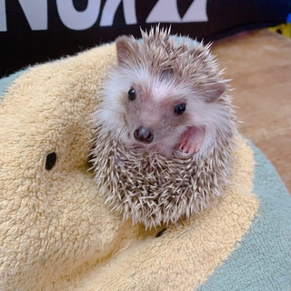 ハリネズミ里親募集