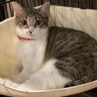 美猫のジジちゃん（しいちゃんと姉妹）
