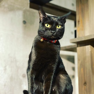 クールな美猫　くりんちゃん