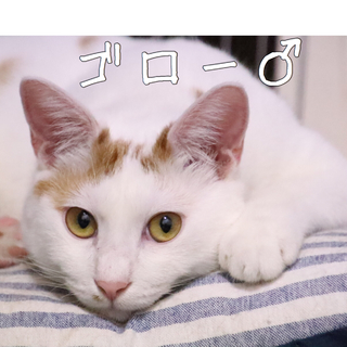  頼れる優しいお兄ちゃん、ゴローくん
