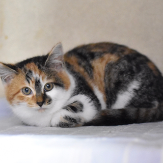 生後2ヶ月のミケ、アガサちゃん