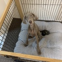ワイマラナー　子犬
