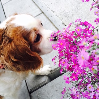 キャバリア　女の子