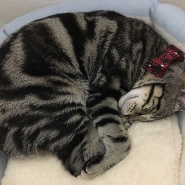 すやすや♡