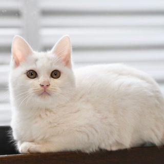 生後2ヶ月の真っ白な女の子、クリスティ