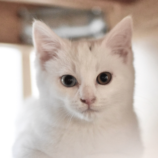 生後2ヶ月の白猫、オッドアイのデヴィッド