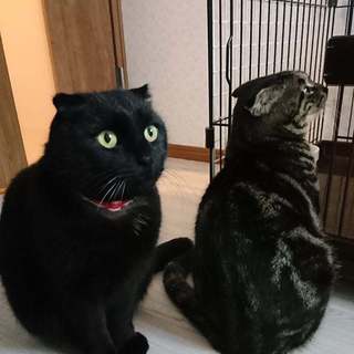 耳折れアメショ風☆ナツ君＆ハルちゃん☆