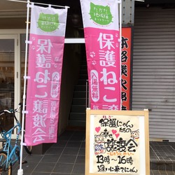 保護にゃん達の幸せ譲渡会In大和高田市 サムネイル2