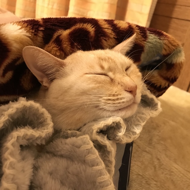 こむぎ22のカバー写真