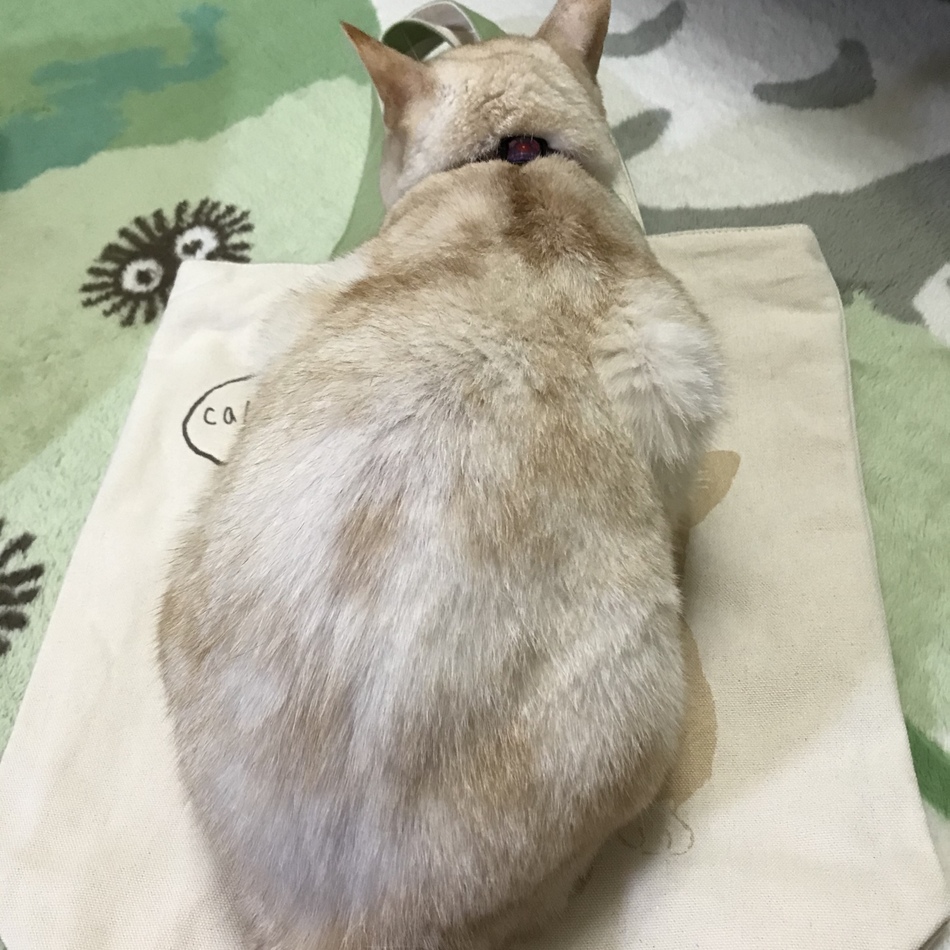 こむぎのカバー写真