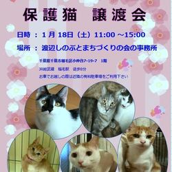 稲ねこ　保護猫譲渡会