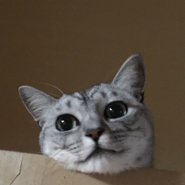 ダンボール大好き♡