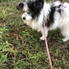 15歳