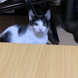 前髪ぱっつんの白黒君。