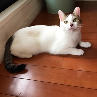 あんみつ姫『鈴』ちゃん【2歳】