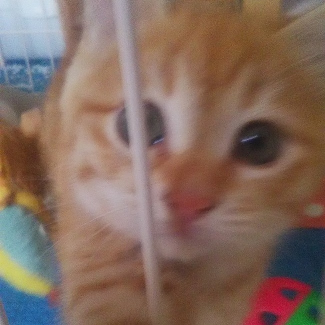 deko-oyaのカバー写真