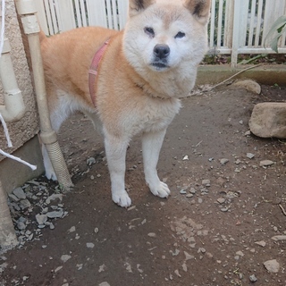 柴犬   おとなしくて人懐っこいワンちゃん