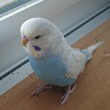 ジャンボセキセイインコ 里親様決まりました