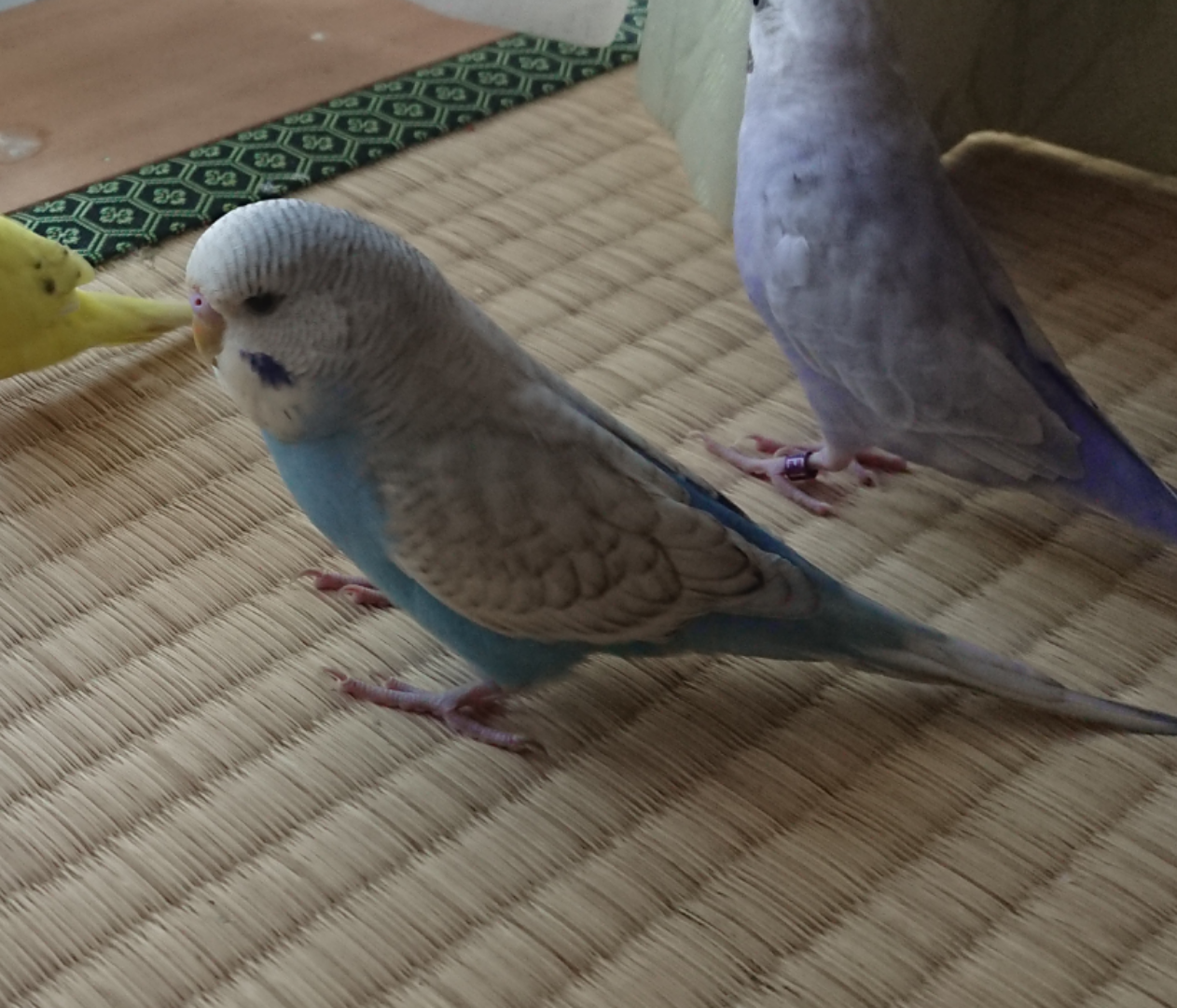 ジャンボセキセイインコ 栃木県 鳥の里親募集 ペットのおうち 月間利用者150万人