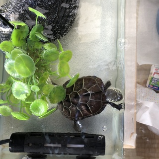 クサガメの赤ちゃん(ゼニガメ)