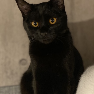 くりくりお目目の美猫さん マッシュちゃん