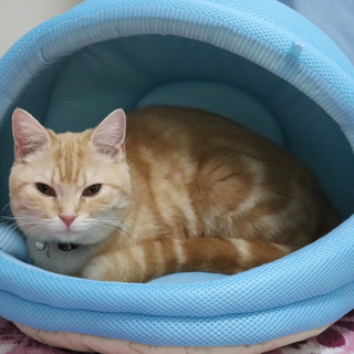 マンチカン 女の子