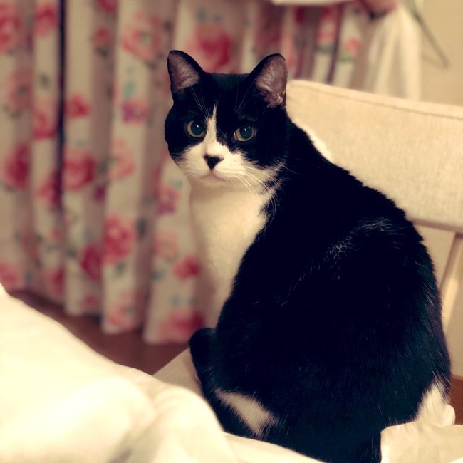 しゅりおのカバー写真