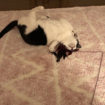 だいなまいとぼでー