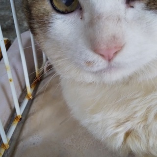 【保護猫カフェさんへ引っ越しになりました！】