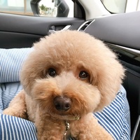 ちゃま