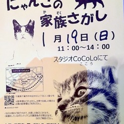 千葉市　にゃんこの家族さがし
