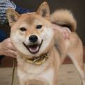 柴犬うきえちゃん ５歳