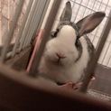 うさぎさんの里親を募集しています。