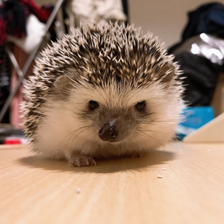 ハリネズミ♂9ヶ月(推定)