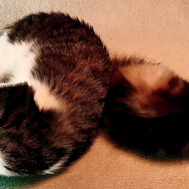 かわかみ_mahoのカバー写真