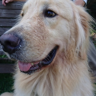 再度募集します