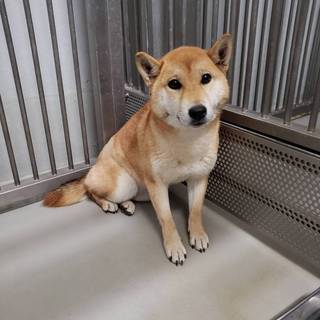 譲渡されました♡有難うございました！