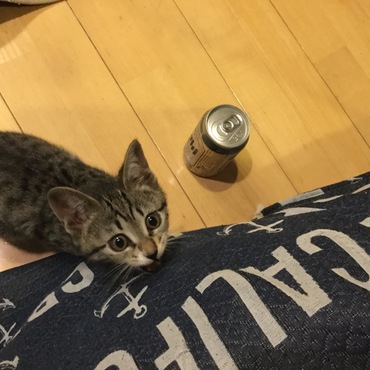 ビールを飲もうとしたが、缶が空いていないので、飲めないニャア