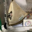 フクロモモンガ♂ 脱嚢後2ヶ月