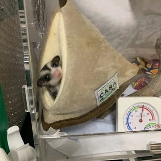 フクロモモンガ♂ 脱嚢後2ヶ月