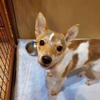 この子を助けてください。