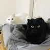 ごまくろぬん