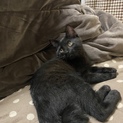 生後3ヶ月 黒猫 里親募集しています