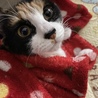 望月のん