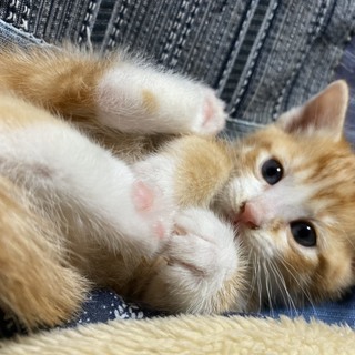 里親さま決まりました☆