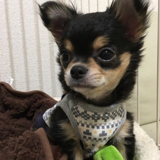 もうすぐ4ヶ月 チワワ