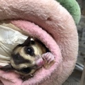 フクロモモンガ里親募集中