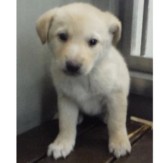 里親様に迎えられました。子犬♂309