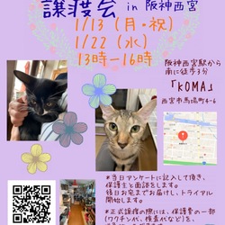 もふもふ西宮 保護ネコの幸せ譲渡会♡